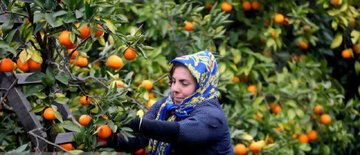 پیش بینی تولید ۲۳۰ هزار تنی مرکبات در گیلان
