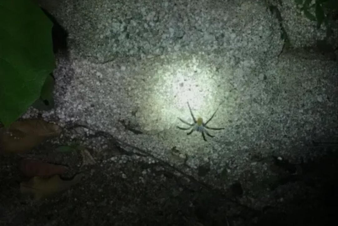 کشف عنکبوتی به اندازه توپ بیسبال در غارهای متروکه