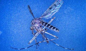 کشف نخستین پشهها در ایسلند / پایان افسانه جزیره «بدون پشه»