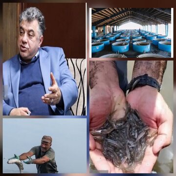 گیلان در مسیر توسعه صادرات محصولات شیلاتی