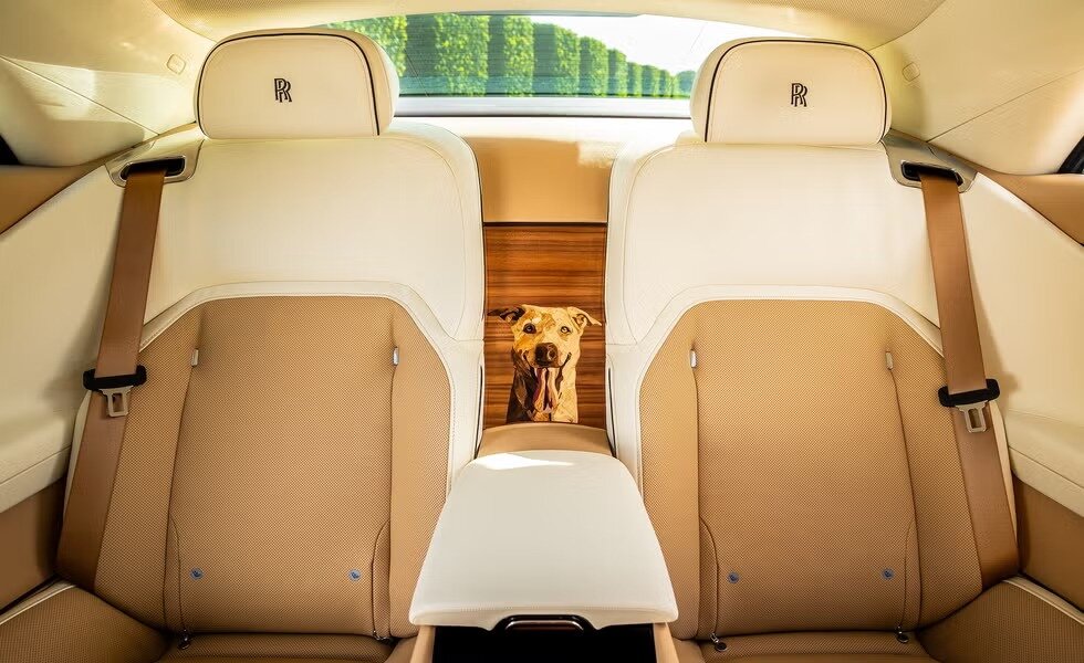 یک سگ صاحب رولزرویس شد! /عکس