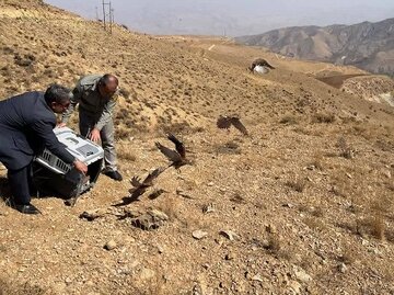 ۱۵پرنده شکاری تیمارشده در قزوین به طبیعت بازگشتند