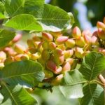 افزایش ۳۰ درصدی صادرات پسته خراسان رضوی در سال جاری