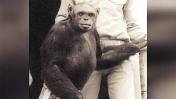 انسان-شامپانزه‌ای که به دنیا آمد و کشته شد!