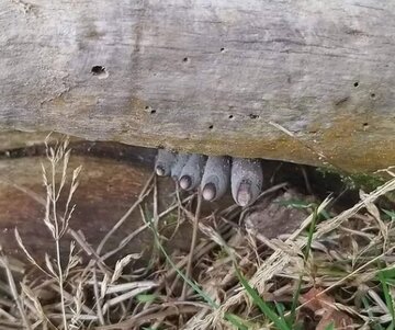 انگشتان مرده از تنه درخت بیرون زده‌اند! / وحشت در دل جنگل