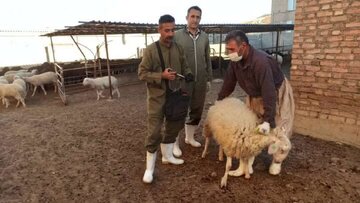 بیش از ۲۳۹ هزار راس دام در سقز علیه تب برفکی واکسینه شدند