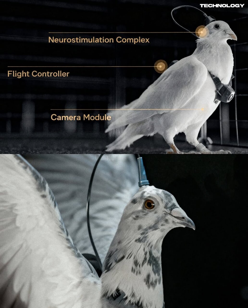 تبدیل کبوتر به پهپاد نظارتی / جاسوس‌های پرنده روسیه