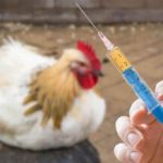 تزریق ۱۵۵ میلیون دُز واکسن برای سلامت طیور زنجان