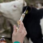 تمامی دام‌های عشایر پیش از کوچ، علیه بیماری تب برفکی واکسینه شده‌اند