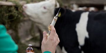 تمامی دامهای عشایر پیش از کوچ، علیه بیماری تب برفکی واکسینه شدهاند