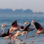 سدهای گلپایگان میزبان ۵ هزار پرنده مهاجر شدند