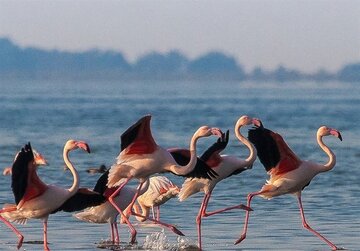 سدهای گلپایگان میزبان ۵ هزار پرنده مهاجر شدند