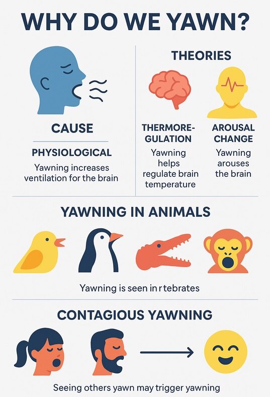 سوپاپ طبیعی بدن برای نجات مغز / آیا واقعا خمیازه مسری است؟