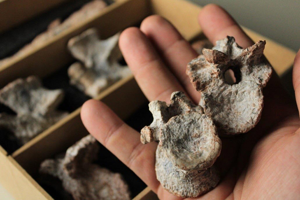 شکار «جنگجوی زره‌پوش»؛ جد مشترک تمساح‌های امروزی