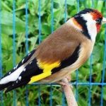 صیاد غیرمجاز در آوج دستگیر شد/بازگشت ۸قطعه سهره طلایی به طبیعت