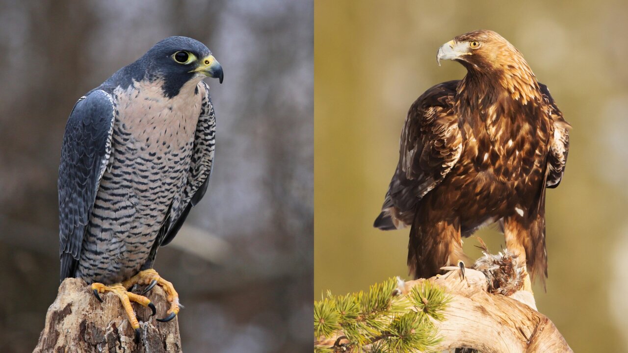 عقاب با شاهین چه فرقی دارد؟