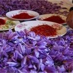 فروش روزانه ۱.۵ تُن گل زعفران در بازار تربت حیدریه