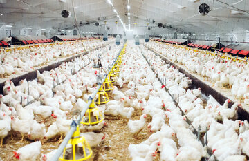 فریاد مرغداران شنیده شد؛ ذرت در راه است!