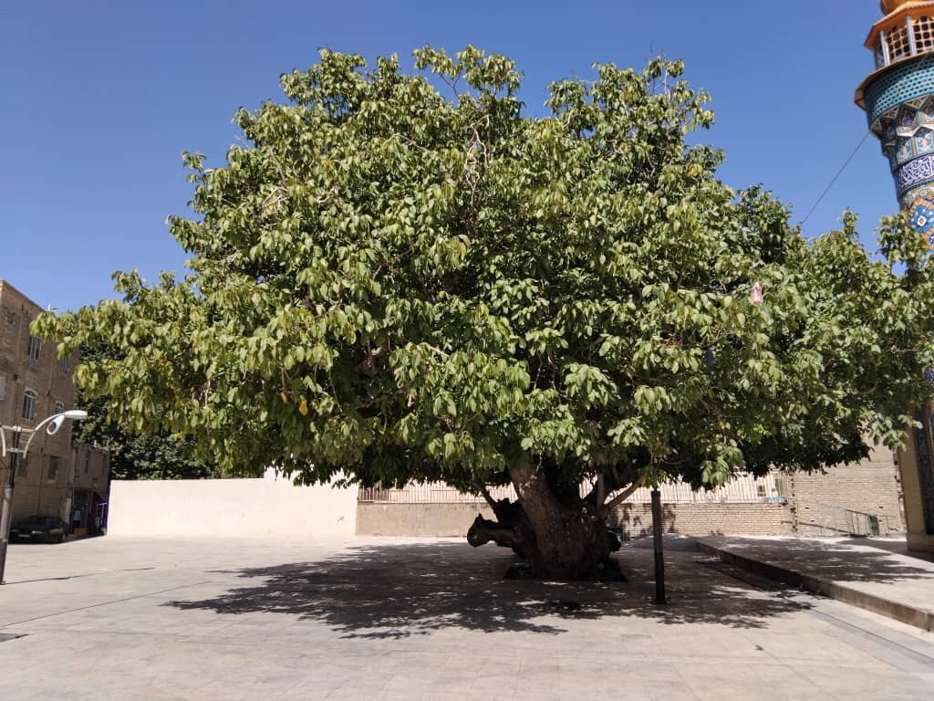 قطع بخشی از تنه درخت ۵۰۰ ساله اقلید