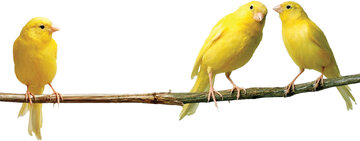 قیمت قناری بسته به رنگ و هیکل و صدای خوش تا یک‌میلیاردتومان هم می رسد/ در ایران چندقناری میلیاردی داریم؟