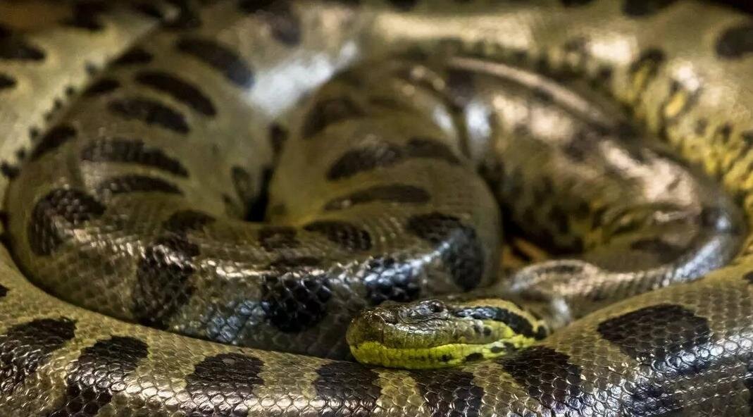 بزرگ‌ترین مار جهان / هیولایی با ۵۰۰ کیلوگرم وزن پیدا شد!