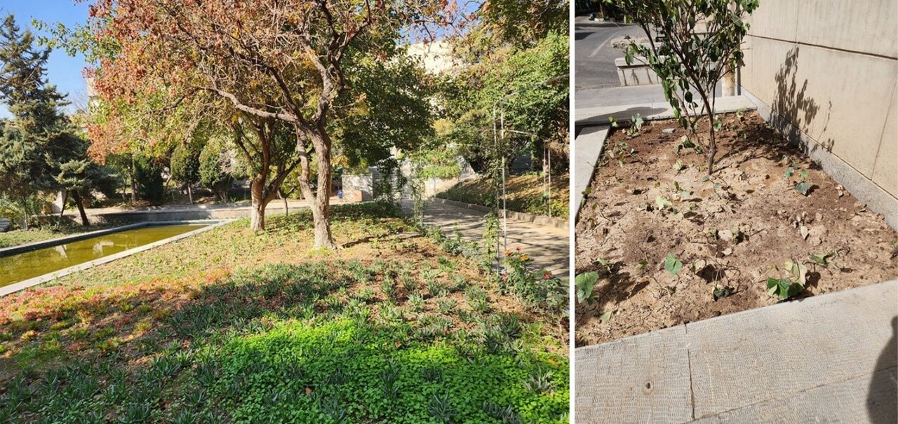 نقدی بر حذف عجولانه چمن در دانشگاه تهران؛ چرا پاپیتال جایگزین چمن در فضای سبز نیست؟