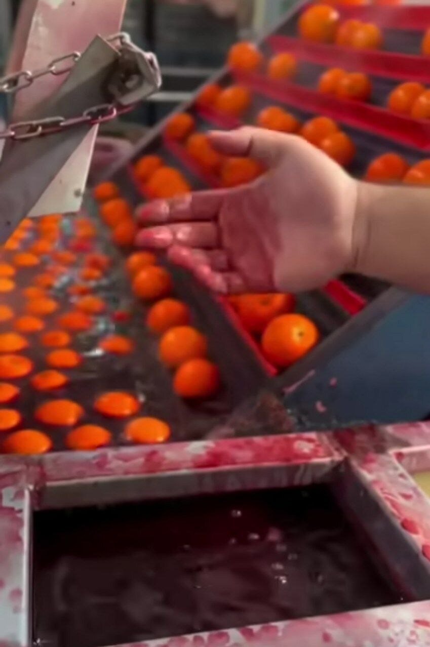 واکنش سازمان غذا و دارو به ویدیوی جنجالی رنگ‌کردن پرتقال‌ها