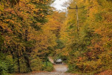 ورود گردشگران به جنگل‌های سوادکوه ممنوع شد