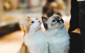 پرداخت نفقه گربهها پس از طلاق