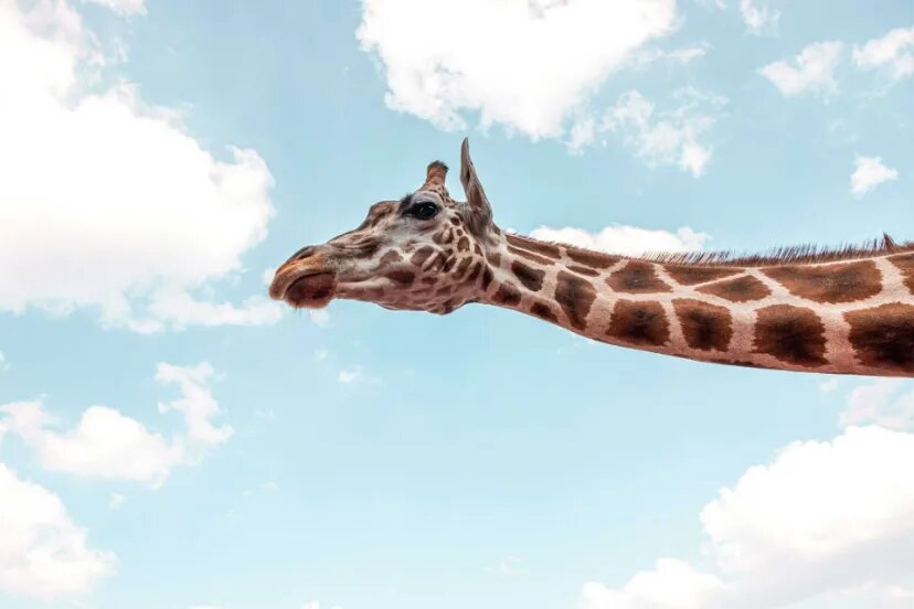 چرا زرافهها گردن و پای چنین بلندی دارند؟