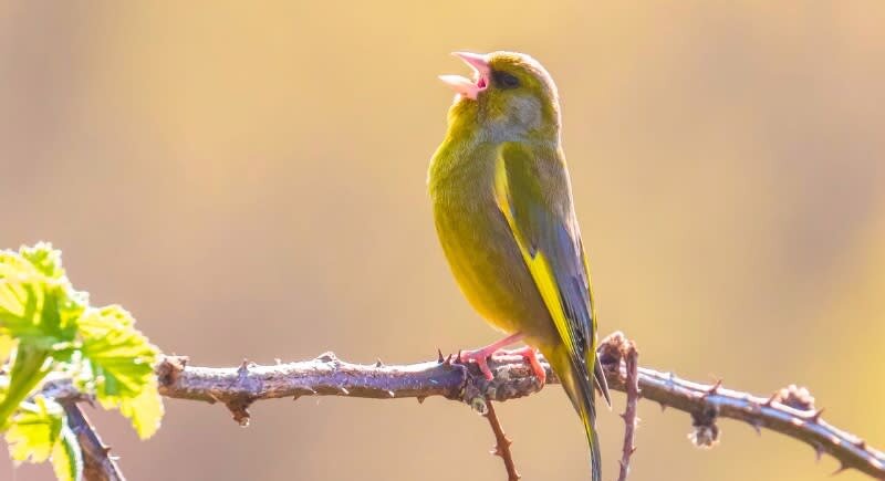چرا پرنده‌ها هر روز اول صبح سر و صدا راه می‌اندازند!