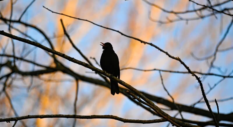 چرا پرنده‌ها هر روز اول صبح سر و صدا راه می‌اندازند!
