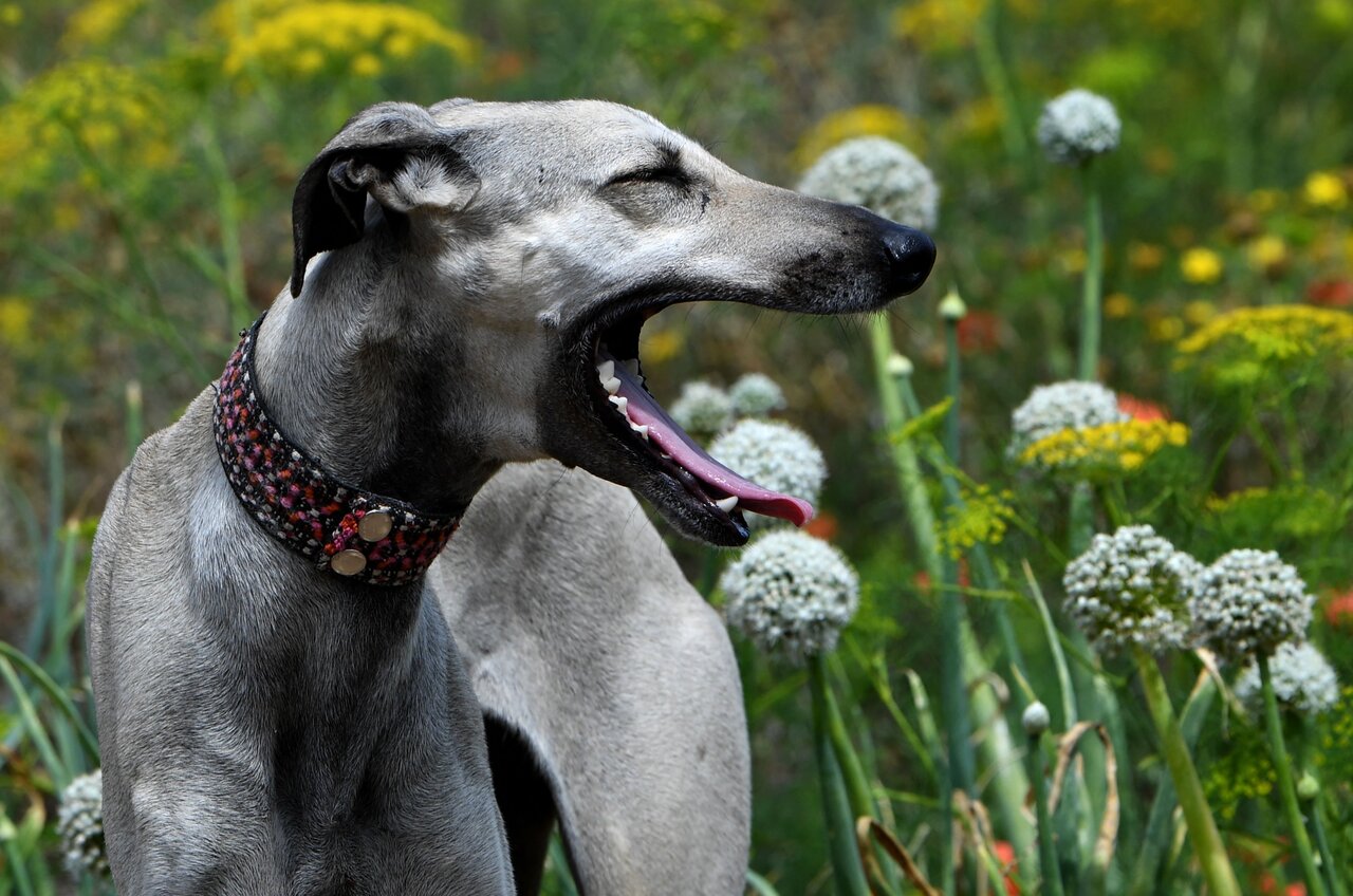 کدام سگ بیشترین ژن گرگ را دارد؟