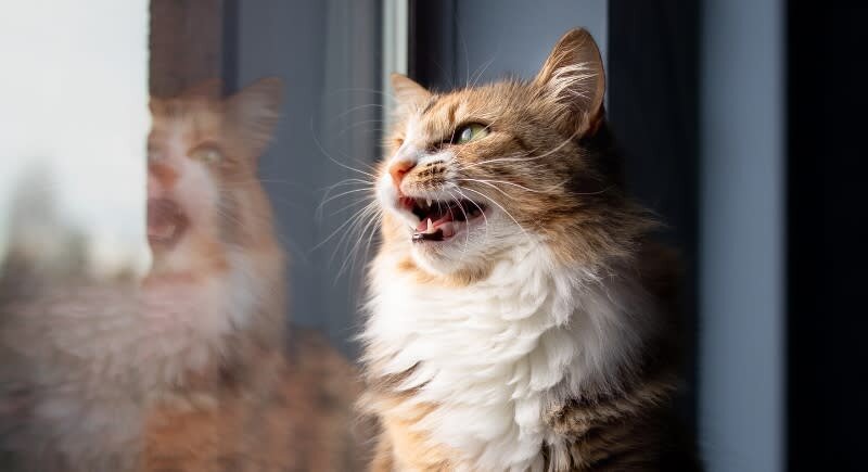 کودتا در مغز: چرا گربهها با دیدن پرندهها دیوانه میشوند؟