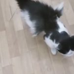 گربه بالدار در کرمان همچنان خبر ساز است / دامپزشکی : هنوز این موجود را مشاهده نکرده ایم؛ شاید عجیب الخلقه باشد