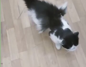 گربه بالدار در کرمان همچنان خبر ساز است / دامپزشکی : هنوز این موجود را مشاهده نکرده ایم؛ شاید عجیب الخلقه باشد