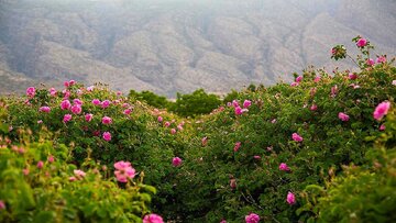 گل محمدی؛ میراث ایرانی در معرض غفلت جهانی