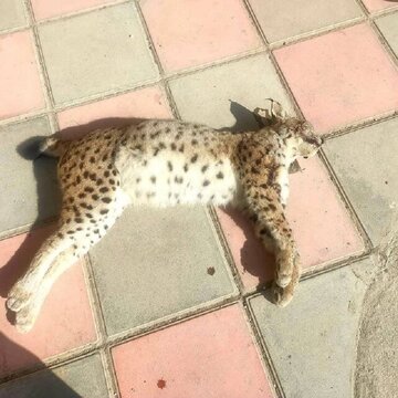 گونه در خطر انقراض، قربانی تصادف جادهای در کردستان شد