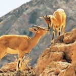 آغاز سرشماری زمستانه پستانداران در زیستگاه‌های کردستان/ بهره گیری از پهباد و تجهیزات نوین