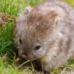 استفاده از مدفوع برای دوستیابی / آشنایی با یکی از عجیبترین موجودات جهان