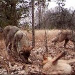 انتقام طبیعت از انسان در منطقه ممنوعه!