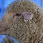 اولین گوسفند ویرایش ژنتیکیشده هند یکساله شد