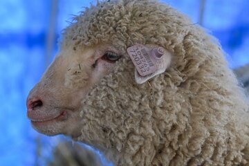 اولین گوسفند ویرایش ژنتیکیشده هند یکساله شد