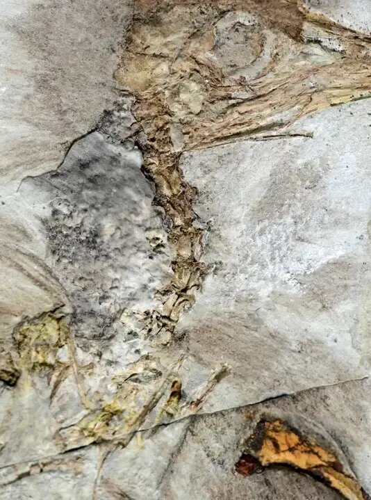 راز پرنده‌ ۱۲۰ میلیون ساله با ۸۰۰ سنگ در گلو | عکس