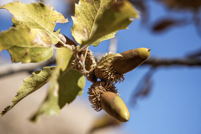 برگزاری جشنواره بلوط در لردگان؛ احیای هویت غذایی و معرفی ظرفیت‌های گردشگری