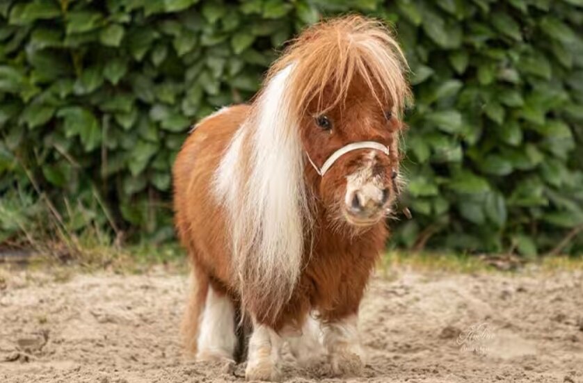 کوچکترین اسب دنیا/ عکس