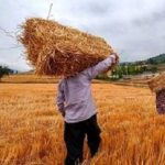 تغییر قیمت گندم جدی شد؟/ گندمکاران حتما بخوانند
