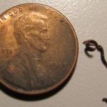 تنها حشره قطب جنوب پلاستیک میخورد / کشف تکاندهنده زنگخطر را به صدا درآورد