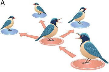 حیوانات هم فیک نیوز منتشر میکنند / کشف راز اطلاعات غلط در طبیعت