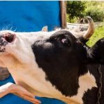 خبر فوری برای دامداران / واکسن تب برفکی وارد ایران شد!